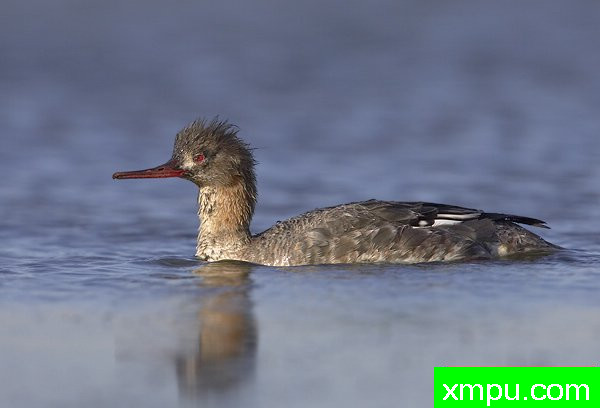中华秋沙鸭--摄影师罗尼加伯特摄影