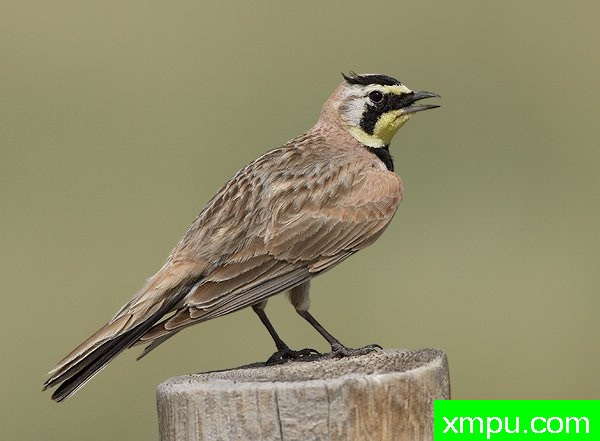 角百灵鸟--[美国]荒野摄影师罗伯特罗伊斯摄影