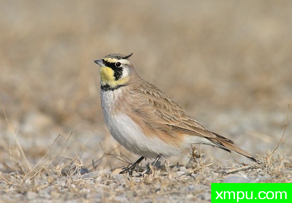 角百灵鸟--[美国]荒野摄影师罗伯特罗伊斯摄影