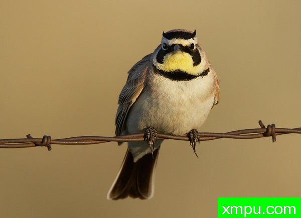 角百灵鸟--[美国]荒野摄影师罗伯特罗伊斯摄影