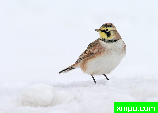 角百灵鸟--[美国]荒野摄影师罗伯特罗伊斯摄影