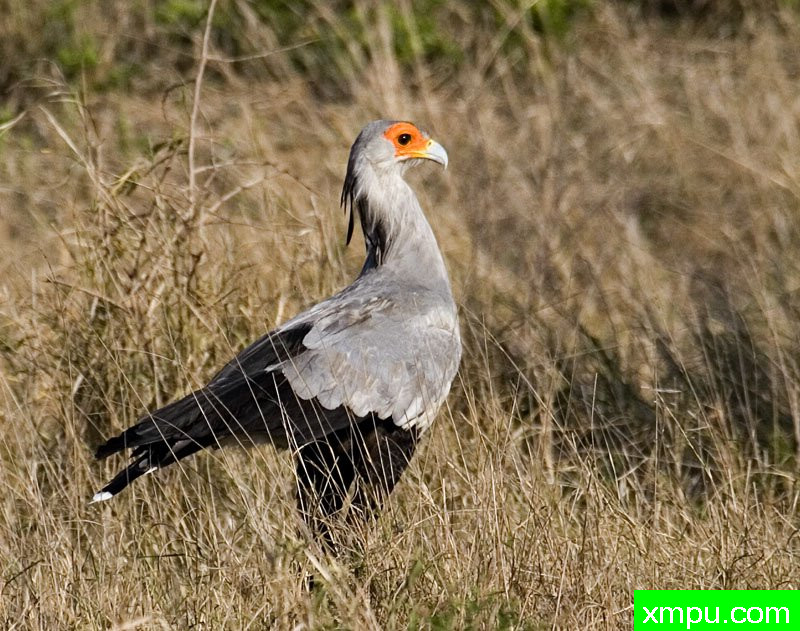 猛龙 秘书鸟---摄影师：迈克尔莫斯