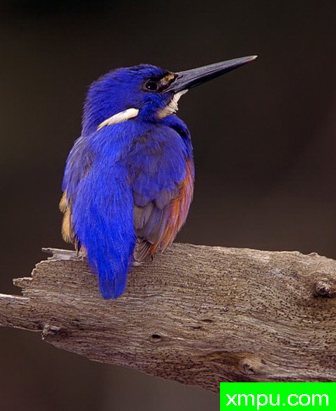 蔚蓝的翠鸟  --摄影师：克里斯罗斯 摄影