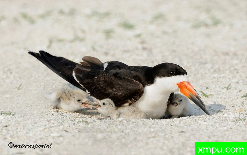 宝贝安全地 --摄影师南希埃尔伍德摄影