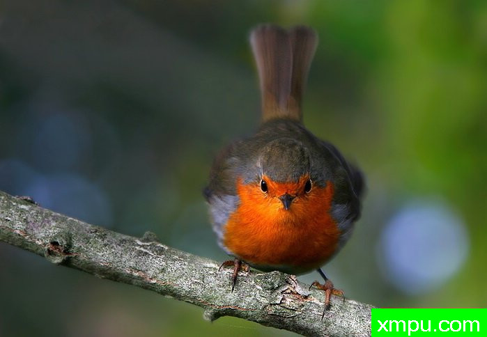 知更鸟--摄影:伊什特万庞兹[美国]