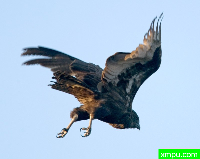 蛇鹰---摄影师：迈克尔莫斯