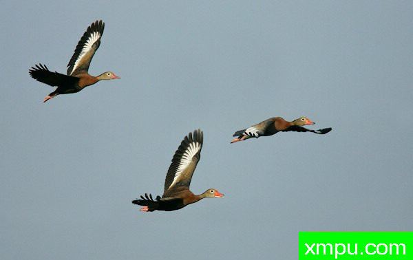 黑腹响鸭--著名摄影大师布赖恩E.小【美国】作品系列