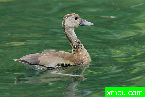 黑腹响鸭--著名摄影大师布赖恩E.小【美国】作品系列