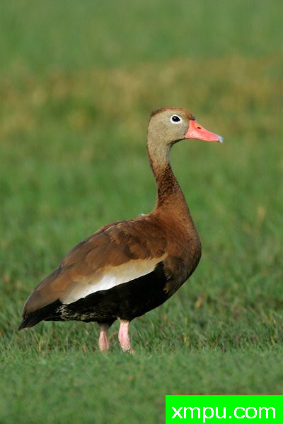 黑腹响鸭--著名摄影大师布赖恩E.小【美国】作品系列