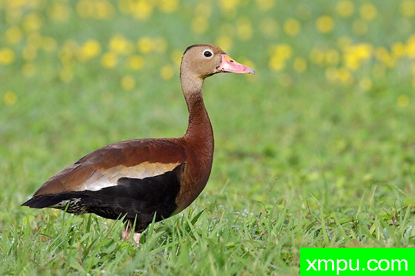 黑腹响鸭--著名摄影大师布赖恩E.小【美国】作品系列