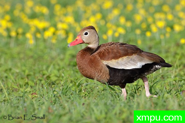 黑腹响鸭--著名摄影大师布赖恩E.小【美国】作品系列