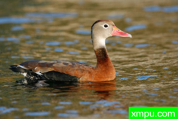 黑腹响鸭--著名摄影大师布赖恩E.小【美国】作品系列