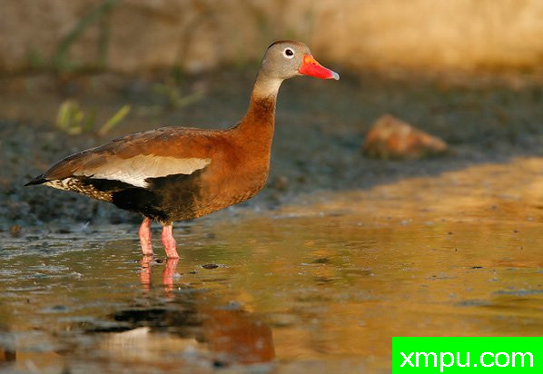 黑腹响鸭--著名摄影大师布赖恩E.小【美国】作品系列