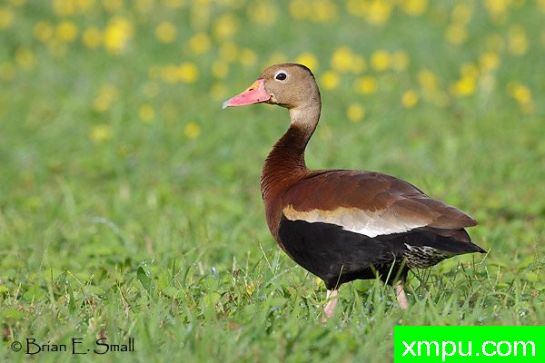 黑腹响鸭--著名摄影大师布赖恩E.小【美国】作品系列