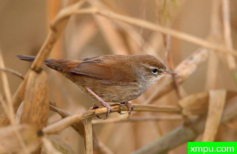 柳莺--摄影师：Juza电子艺界摄影[意大利]