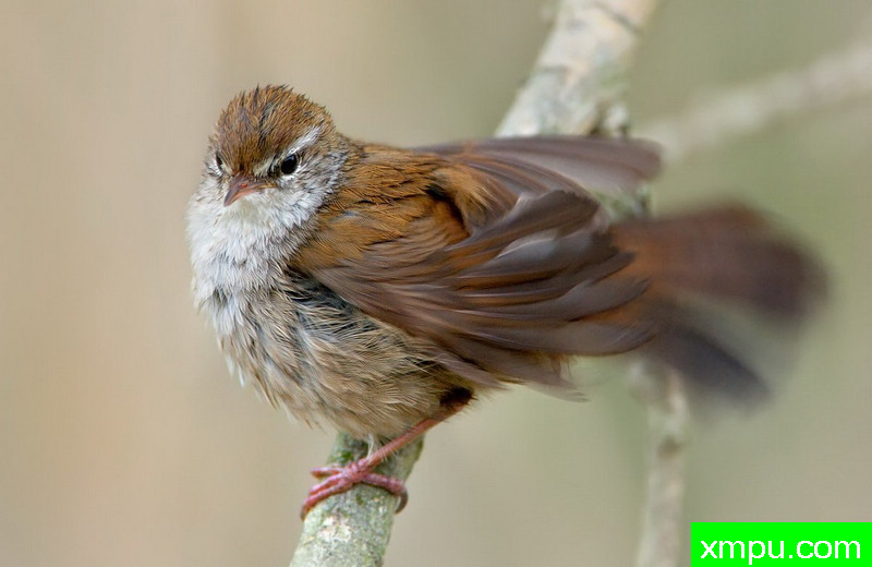 柳莺--摄影师：Juza电子艺界摄影[意大利]