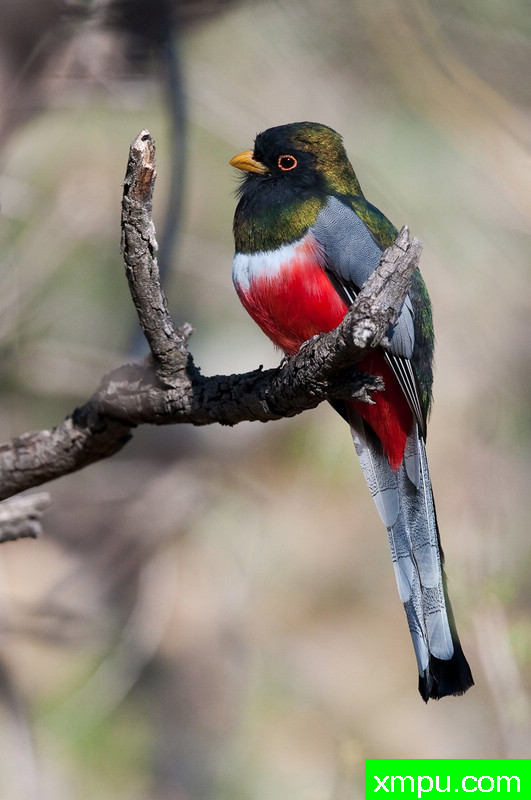 典雅咬鹃--摄影师大卫火花 摄影