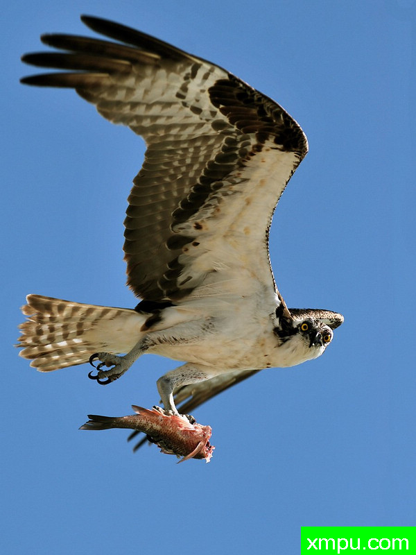 如此强大的鱼鹰 --摄影师卡隆韦尔特 摄影