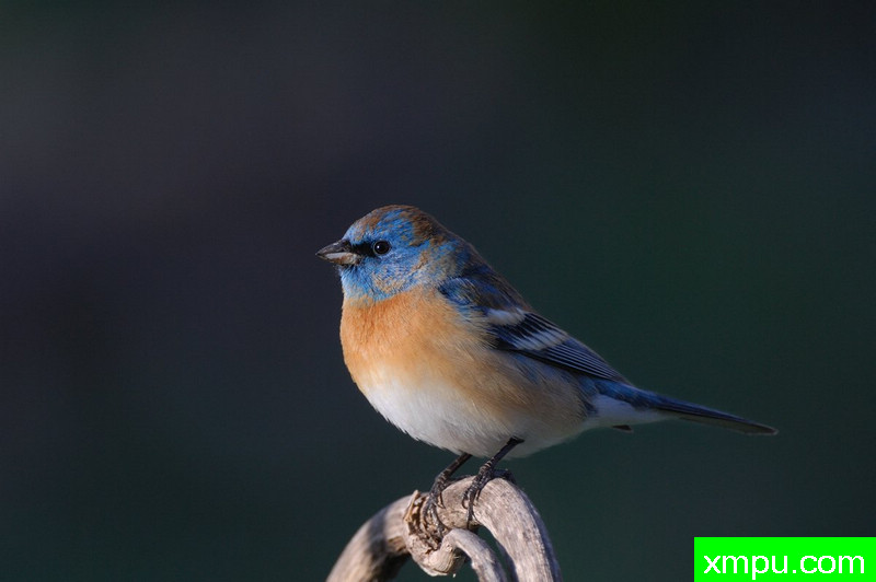 青金石鹀--摄影：洛恩夏普 [美国]