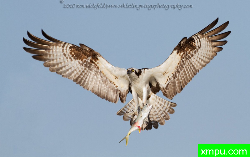 鱼鹰与鳟鱼--摄影罗恩比勒费尔德夫[美国]