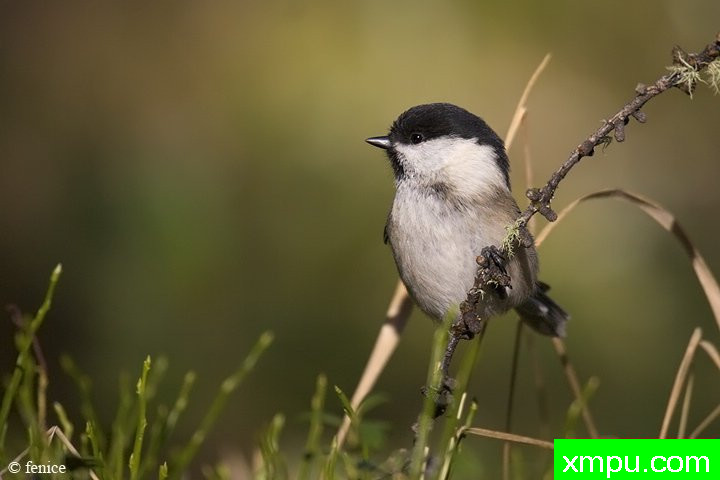 黑冠山雀--摄影：费尼斯