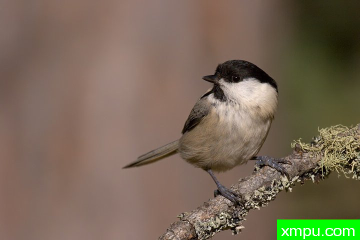 黑冠山雀--摄影：费尼斯