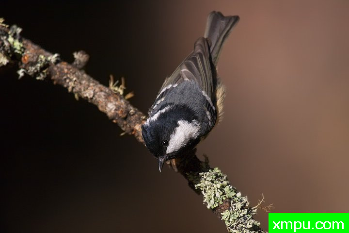 黑冠山雀--摄影：费尼斯