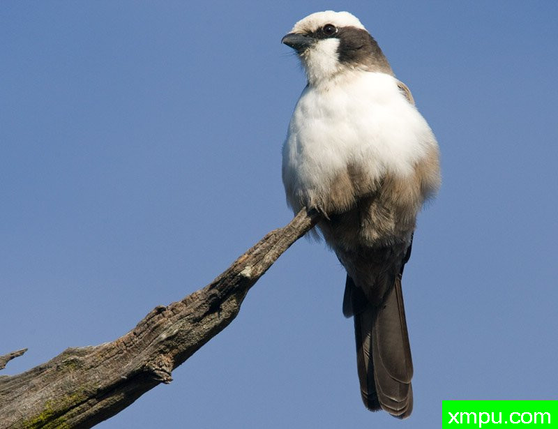 白冠伯劳[南非]---摄影师：迈克尔莫斯摄影