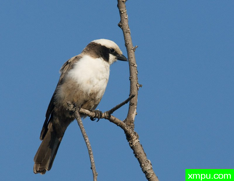 白冠伯劳[南非]---摄影师：迈克尔莫斯摄影