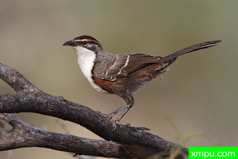 板栗冠鹛--摄影师西蒙本内特摄影