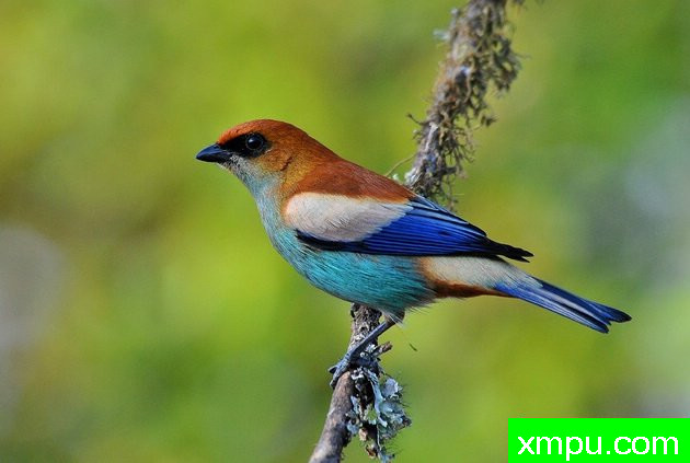 黑眉栗背[巴拉圭]--摄影达里奥林斯