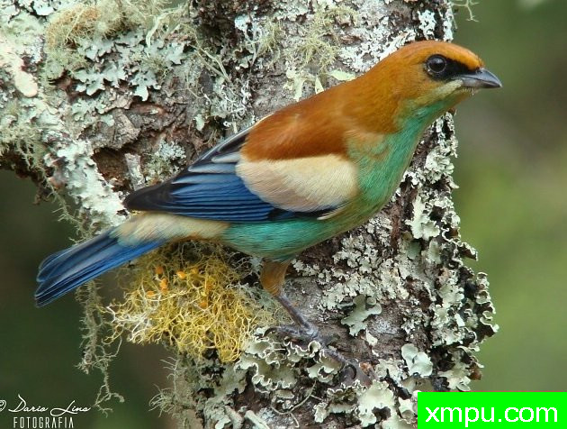 黑眉栗背[巴拉圭]--摄影达里奥林斯