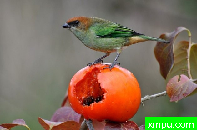 黑眉栗背[巴拉圭]--摄影达里奥林斯