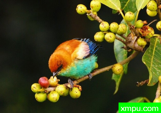 黑眉栗背[巴拉圭]--摄影达里奥林斯