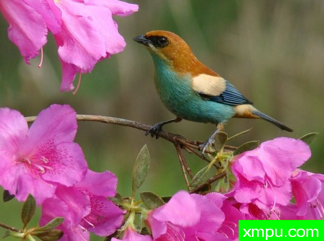 黑眉栗背[巴拉圭]--摄影达里奥林斯