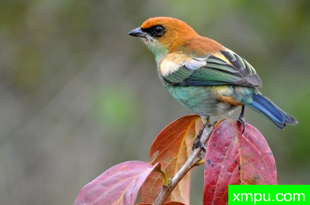 黑眉栗背[巴拉圭]--摄影达里奥林斯