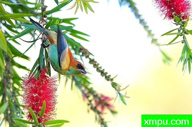 黑眉栗背[巴拉圭]--摄影达里奥林斯