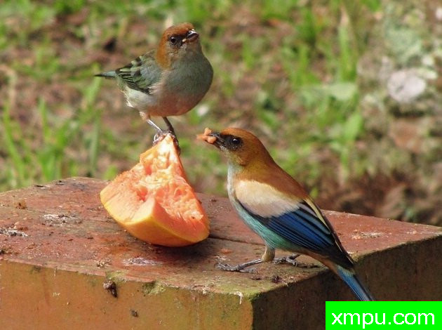 黑眉栗背[巴拉圭]--摄影达里奥林斯