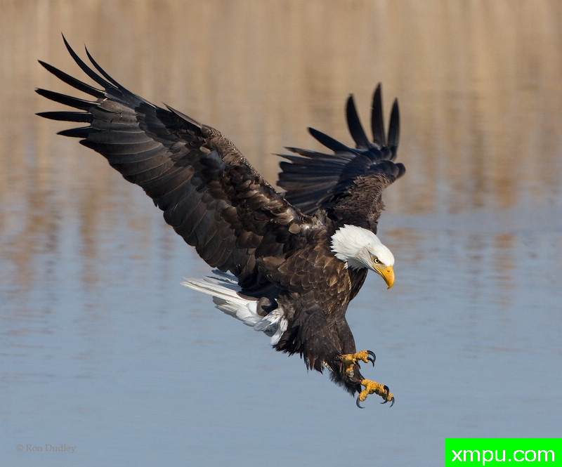 秃鹰--摄影：罗恩杜德利 [美国]