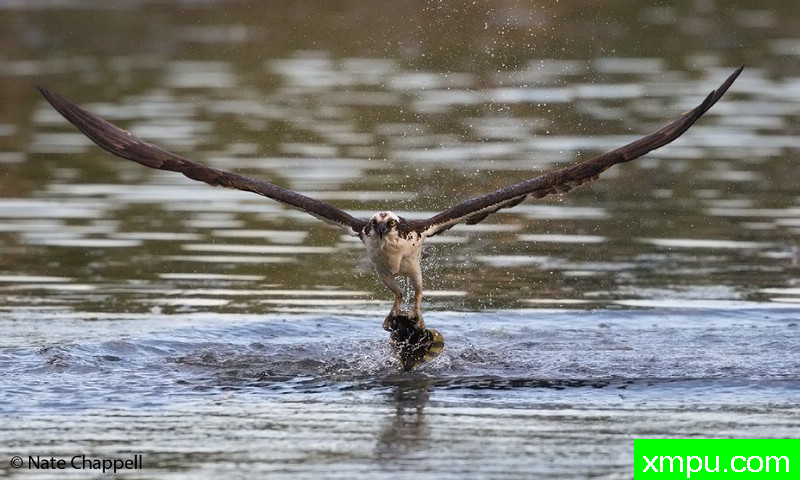 鱼鹰展翅--摄影：纳特查珀尔[西澳]