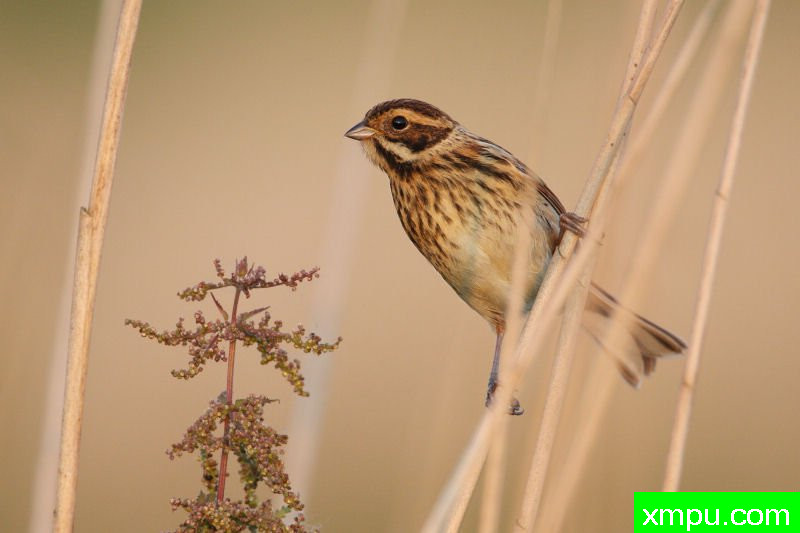 苇鹀--摄影夏侯德内