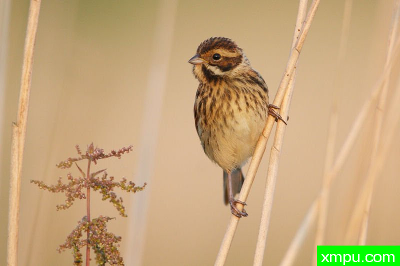 苇鹀--摄影夏侯德内