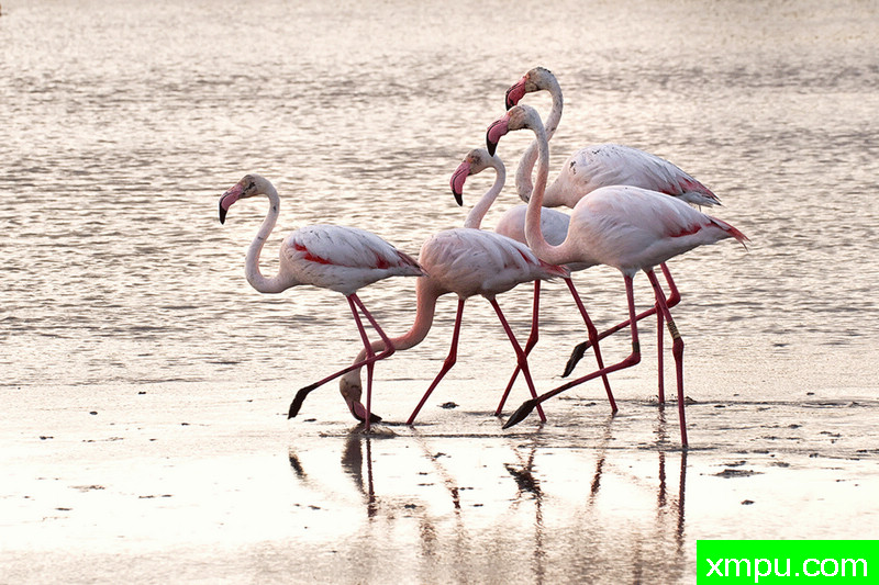 火烈鸟散步在夕阳海边[法国]摄影：莫罗帕斯奎罗