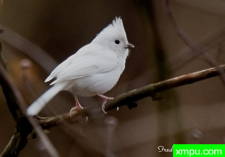 白化风头--摄影师：弗雷德汤普森摄影