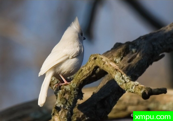 白化风头--摄影师：弗雷德汤普森摄影
