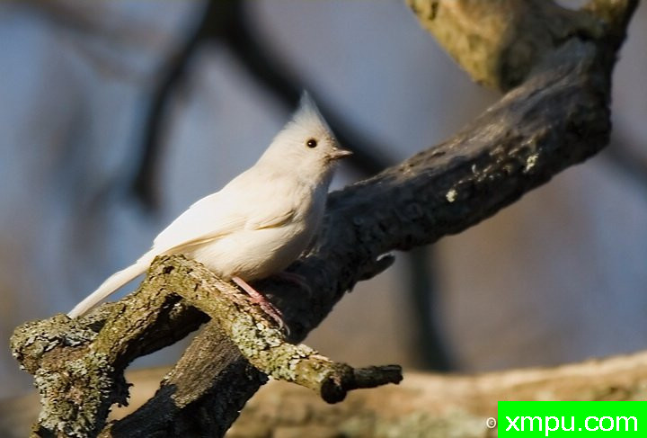 白化风头--摄影师：弗雷德汤普森摄影