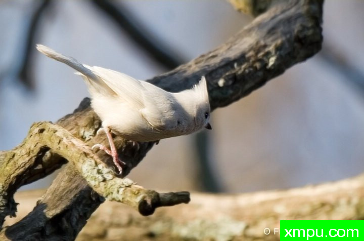白化风头--摄影师：弗雷德汤普森摄影