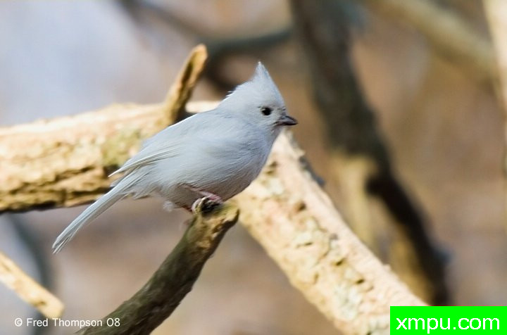 白化风头--摄影师：弗雷德汤普森摄影