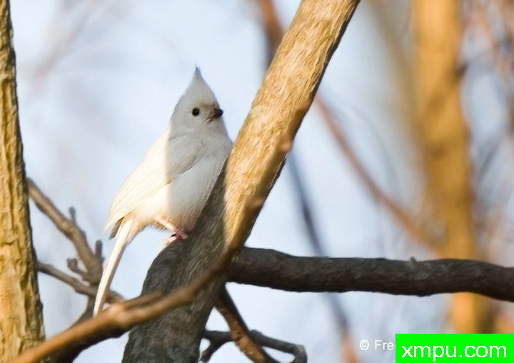 白化风头--摄影师：弗雷德汤普森摄影