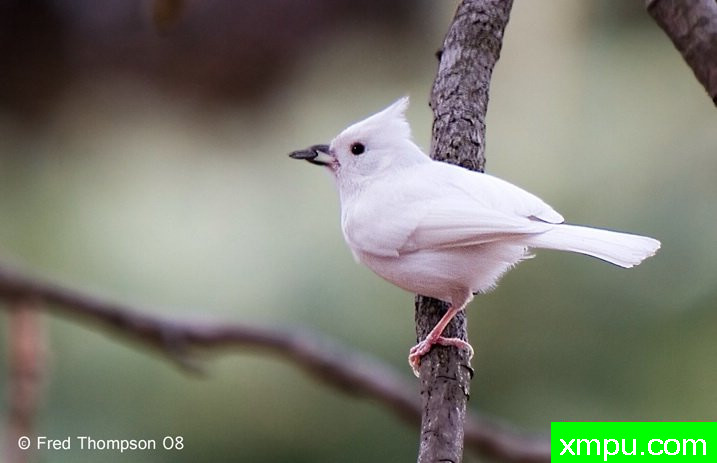 白化风头--摄影师：弗雷德汤普森摄影